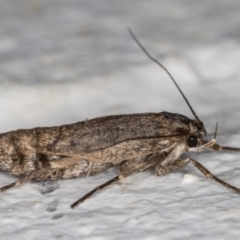 Philobota brachypterous female species at Melba, ACT - 29 May 2021