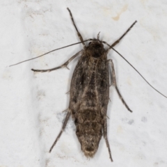 Philobota brachypterous female species at Melba, ACT - 29 May 2021