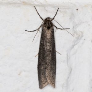 Lepidoscia saxosa at Melba, ACT - 29 May 2021