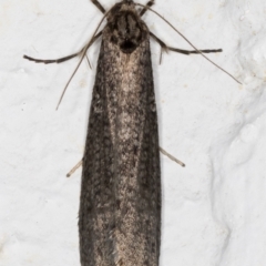 Lepidoscia saxosa at Melba, ACT - 29 May 2021