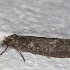 Lepidoscia saxosa at Melba, ACT - 29 May 2021