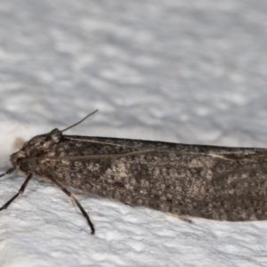 Lepidoscia saxosa at Melba, ACT - 29 May 2021 01:34 AM