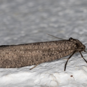 Lepidoscia saxosa at Melba, ACT - 29 May 2021