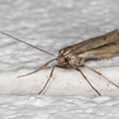 Philobota brachypterous female species at Melba, ACT - 29 May 2021 01:29 AM