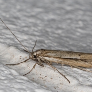 Philobota brachypterous female species at Melba, ACT - 29 May 2021