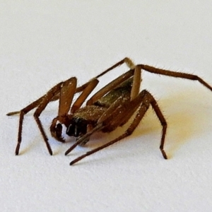 Gnaphosidae or Trochanteriidae (families) at Crooked Corner, NSW - 28 May 2021