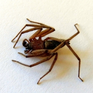 Gnaphosidae or Trochanteriidae (families) at Crooked Corner, NSW - 28 May 2021