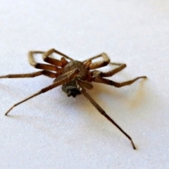 Gnaphosidae or Trochanteriidae (families) at Crooked Corner, NSW - 28 May 2021