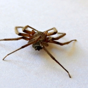 Gnaphosidae or Trochanteriidae (families) at Crooked Corner, NSW - 28 May 2021