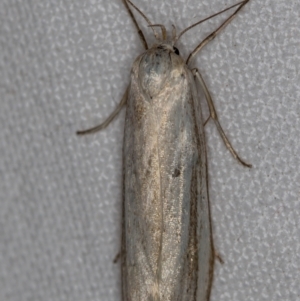 Philobota chionoptera at Melba, ACT - 18 Nov 2020