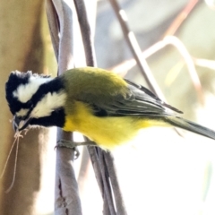 Falcunculus frontatus (Eastern Shrike-tit) at Cotter River, ACT - 29 May 2021 by patrickcox