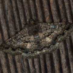 Eudesmeola lawsoni (Lawson's Night Moth) at Melba, ACT - 16 Nov 2020 by Bron