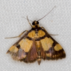 Deuterarcha xanthomela (A Crambid moth (Spilomelinae)) at Melba, ACT - 16 Nov 2020 by Bron