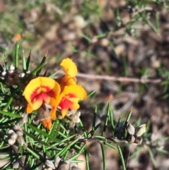 Dillwynia sieberi at Kowen, ACT - 29 May 2021 04:17 PM