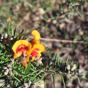 Dillwynia sieberi at Kowen, ACT - 29 May 2021 04:17 PM