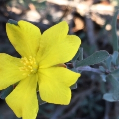 Hibbertia obtusifolia (Grey Guinea-flower) at Kowen, ACT - 29 May 2021 by JaneR