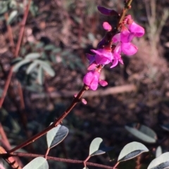 Indigofera australis subsp. australis (Australian Indigo) at Kowen, ACT - 29 May 2021 by JaneR