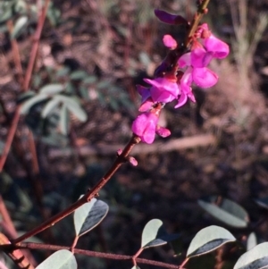 Indigofera australis subsp. australis at Kowen, ACT - 29 May 2021