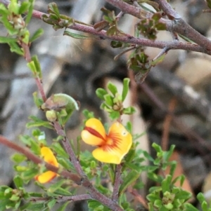 Pultenaea microphylla at Kowen, ACT - 29 May 2021