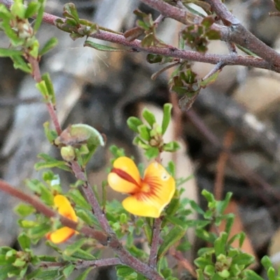 Pultenaea microphylla (Egg and Bacon Pea) at Kowen, ACT - 29 May 2021 by JaneR