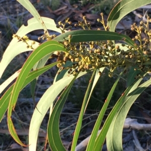 Acacia rubida at Kowen, ACT - 29 May 2021