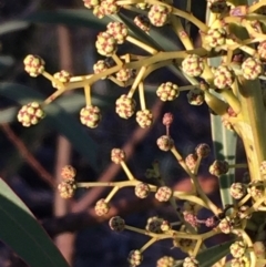 Acacia rubida at Kowen, ACT - 29 May 2021