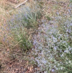 Eryngium ovinum (Blue Devil) at Murrumbateman, NSW - 28 Feb 2021 by ALCaston