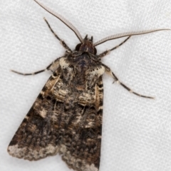 Agrotis porphyricollis (Variable Cutworm) at Melba, ACT - 16 Nov 2020 by Bron