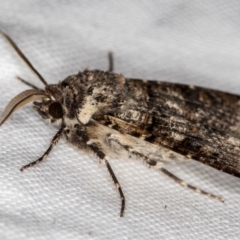 Agrotis porphyricollis at Melba, ACT - 16 Nov 2020