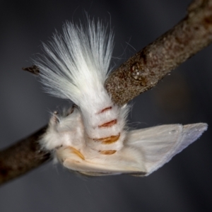 Trichiocercus sparshalli at Melba, ACT - 16 Nov 2020