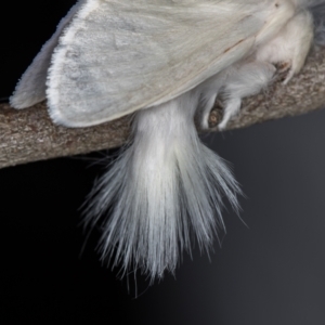 Trichiocercus sparshalli at Melba, ACT - 16 Nov 2020