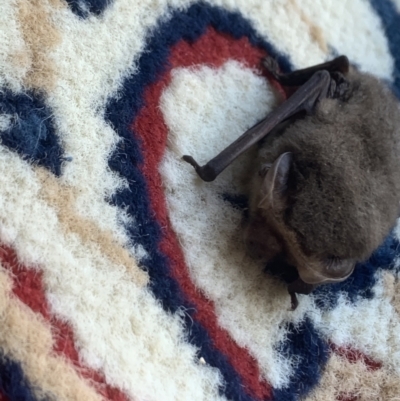 Nyctophilus geoffroyi (Lesser Long-eared Bat) at Bungowannah, NSW - 29 May 2021 by melv