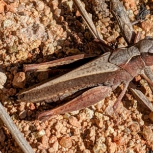 Cryptobothrus chrysophorus at Kambah, ACT - 30 May 2021