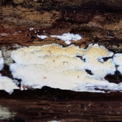 zz flat polypore - white(ish) at Bruce Ridge to Gossan Hill - 30 May 2021 by trevorpreston