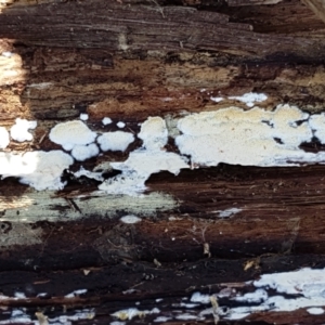 zz flat polypore - white(ish) at Bruce, ACT - 30 May 2021