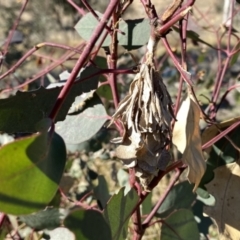 Hyalarcta huebneri (Leafy Case Moth) at Environa, NSW - 29 May 2021 by Wandiyali