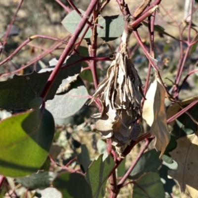 Hyalarcta huebneri (Leafy Case Moth) at Environa, NSW - 29 May 2021 by Wandiyali