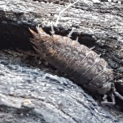 Porcellio scaber (Common slater) at Bruce, ACT - 30 May 2021 by trevorpreston