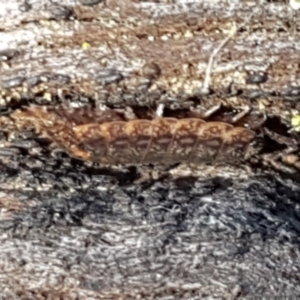 Porcellio scaber at Bruce, ACT - 30 May 2021