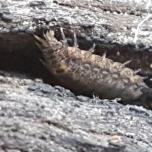 Porcellio scaber at Bruce, ACT - 30 May 2021 10:42 AM