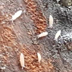 Collembola (class) at Bruce, ACT - 30 May 2021 10:37 AM