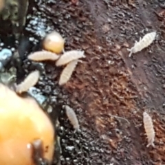 Collembola (class) at Bruce, ACT - 30 May 2021 10:37 AM