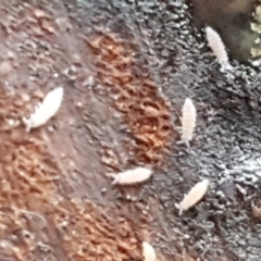 Collembola (class) at Bruce, ACT - 30 May 2021 10:37 AM