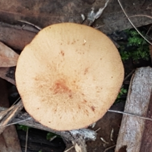 Laccaria sp. at Bruce, ACT - 30 May 2021