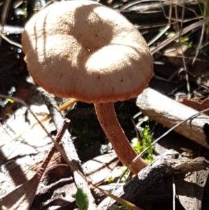 Laccaria sp. at Bruce, ACT - 30 May 2021