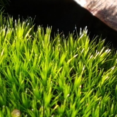 Campylopus (A moss) at Bruce Ridge to Gossan Hill - 30 May 2021 by trevorpreston