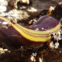 Caenoplana bicolor (Two-tone Planarian) at Bruce, ACT - 30 May 2021 by trevorpreston