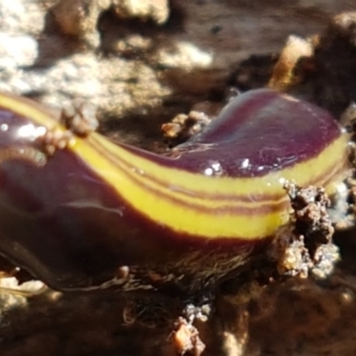 Caenoplana bicolor (Two-tone Planarian) at Bruce Ridge to Gossan Hill - 30 May 2021 by trevorpreston