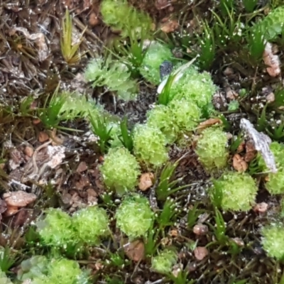 Fossombronia sp. (genus) (A leafy liverwort) at Bruce Ridge to Gossan Hill - 30 May 2021 by trevorpreston