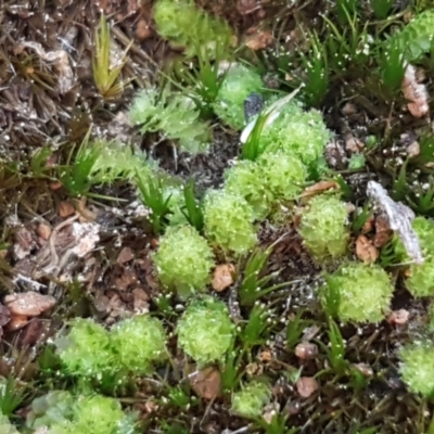 Fossombronia sp. (genus) (A leafy liverwort) at Bruce, ACT - 30 May 2021 by tpreston